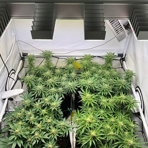 L.A. Vanilla Cake #2 growlog timeline photo