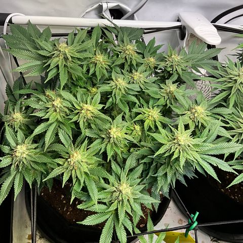 L.A. Vanilla Cake #2 growlog timeline photo