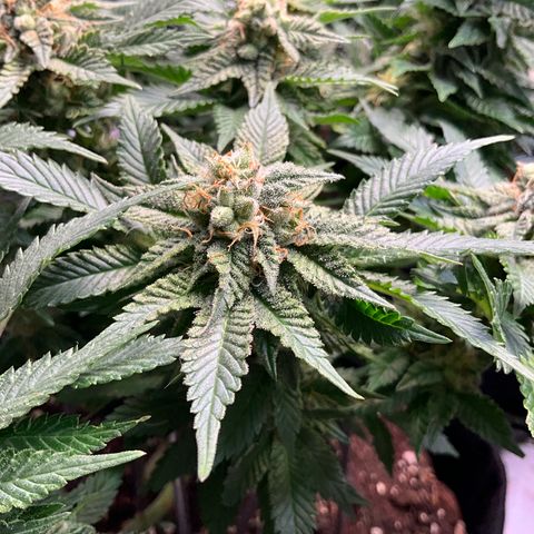 L.A. Vanilla Cake #2 growlog timeline photo