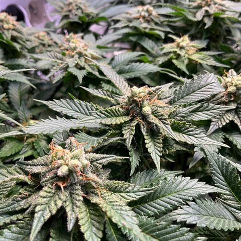 L.A. Vanilla Cake #2 growlog timeline photo