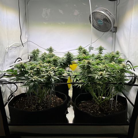 L.A. Vanilla Cake #2 growlog timeline photo