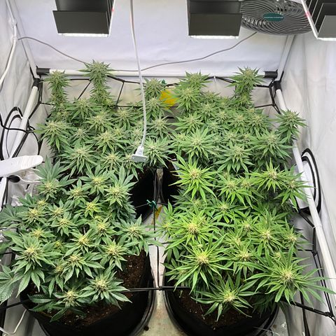 L.A. Vanilla Cake #2 growlog timeline photo