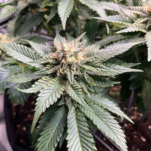 L.A. Vanilla Cake #2 growlog timeline photo