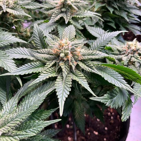 L.A. Vanilla Cake #2 growlog timeline photo