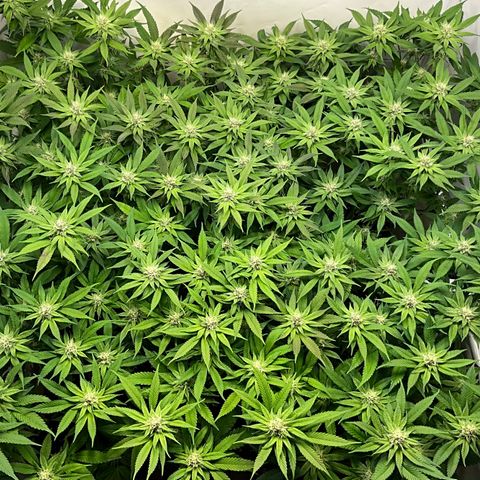 Slurrup #3 growlog timeline photo