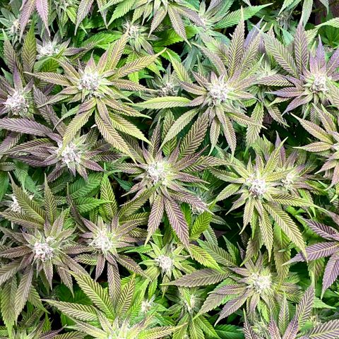 Slurrup #3 growlog timeline photo
