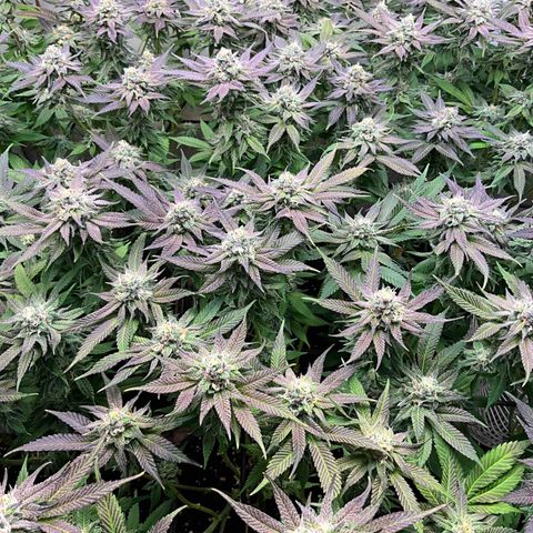Slurrup #1 growlog in Drying