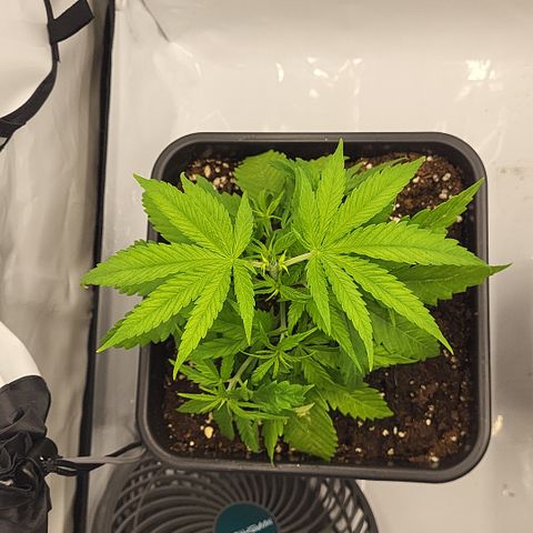Wonder Pie *1 growlog timeline photo