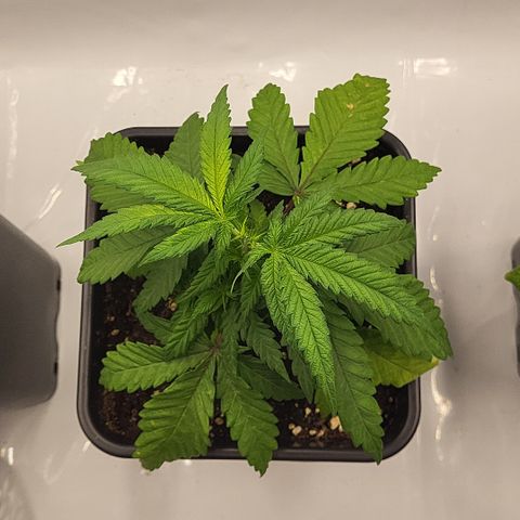 Wonder Pie *2 growlog timeline photo