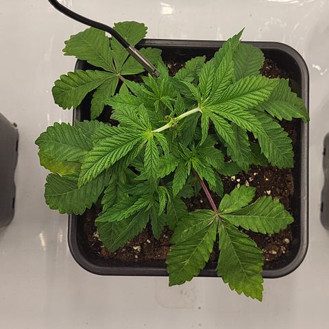 Chiquita Milkshake *1 growlog timeline photo