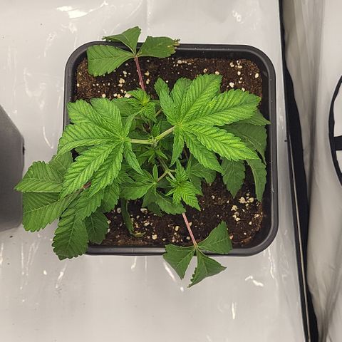 Chiquita Milkshake *2 growlog timeline photo