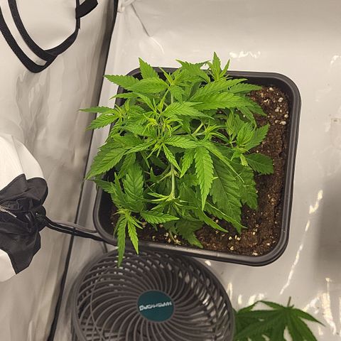 Wonder Pie *1 growlog timeline photo