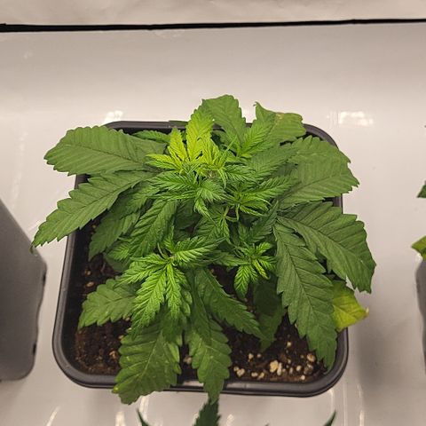 Wonder Pie *2 growlog timeline photo