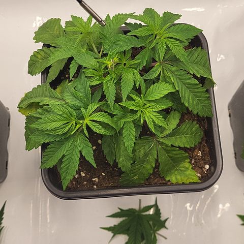 Chiquita Milkshake *1 growlog timeline photo