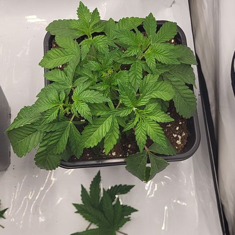 Chiquita Milkshake *2 growlog timeline photo