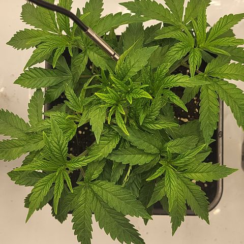 Chiquita Milkshake *1 growlog timeline photo