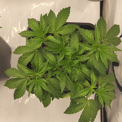 Chiquita Milkshake *2 growlog timeline photo