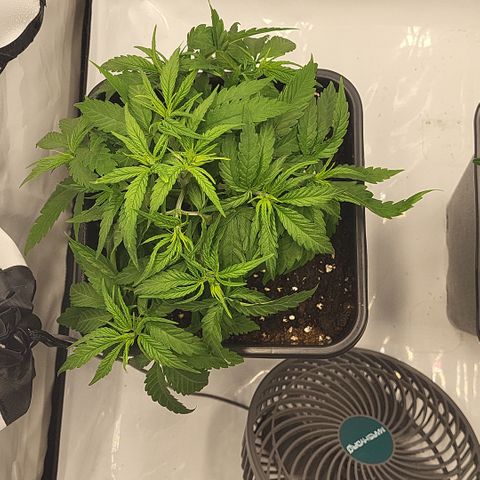 Wonder Pie *1 growlog timeline photo