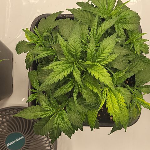 Wonder Pie *2 growlog timeline photo
