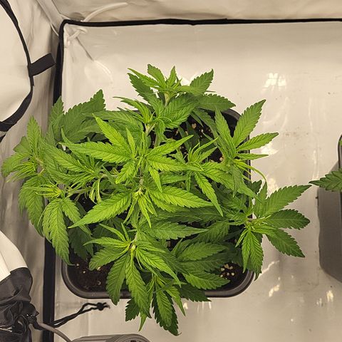 Wonder Pie *1 growlog timeline photo