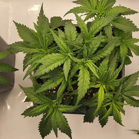 Wonder Pie *2 growlog timeline photo