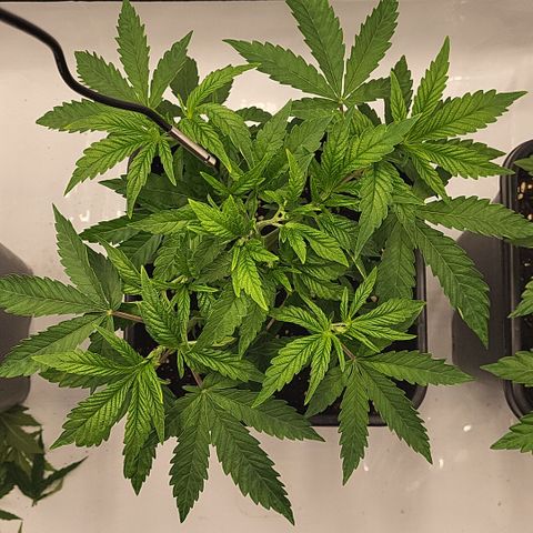Chiquita Milkshake *1 growlog timeline photo