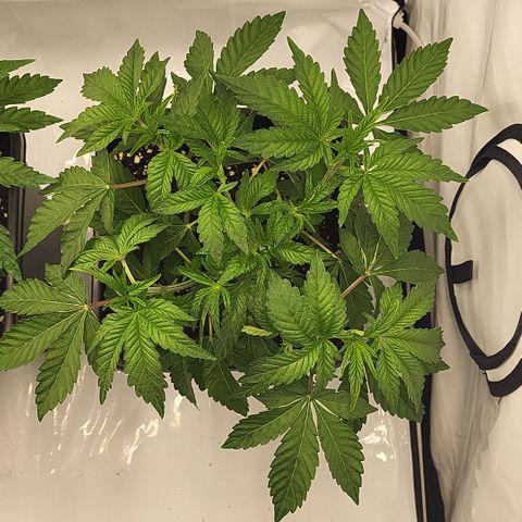 Chiquita Milkshake *2 growlog timeline photo