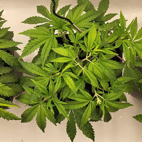 Chiquita Milkshake *1 growlog timeline photo