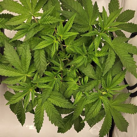 Chiquita Milkshake *2 growlog timeline photo