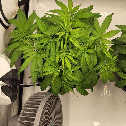 Wonder Pie *1 growlog timeline photo