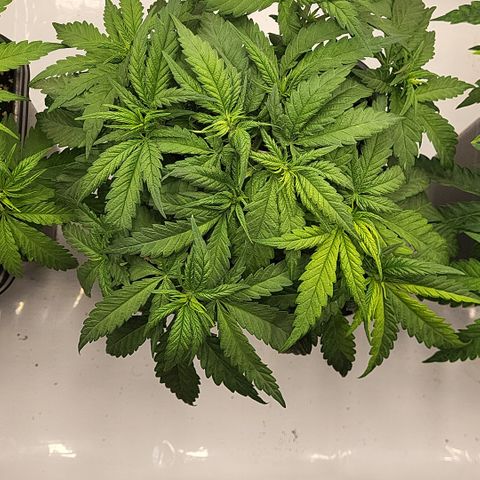 Wonder Pie *2 growlog timeline photo