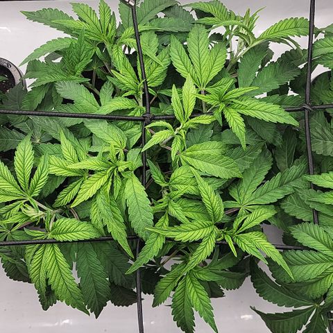 Chiquita Milkshake *1 growlog timeline photo