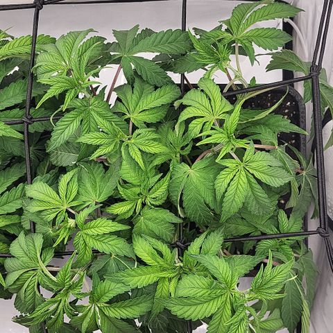 Chiquita Milkshake *2 growlog timeline photo