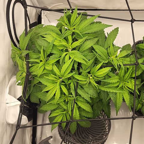 Wonder Pie *1 growlog timeline photo