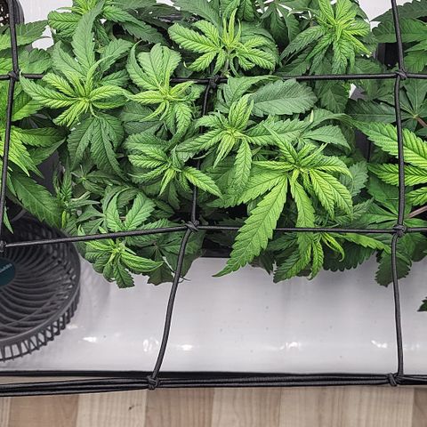 Wonder Pie *2 growlog timeline photo