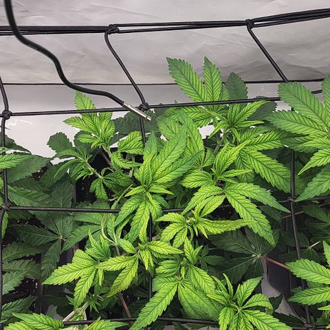 Chiquita Milkshake *1 growlog timeline photo