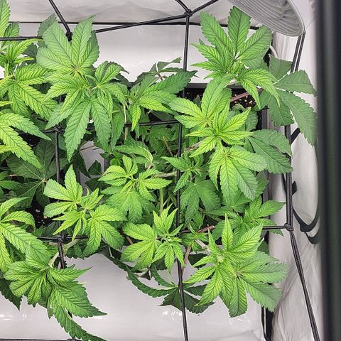 Chiquita Milkshake *2 growlog timeline photo