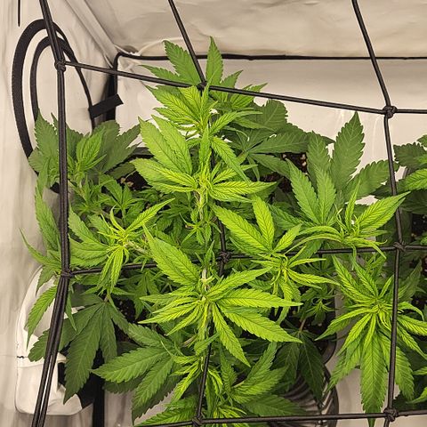 Wonder Pie *1 growlog timeline photo