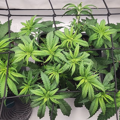 Wonder Pie *2 growlog timeline photo
