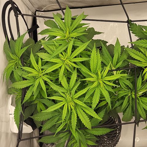 Wonder Pie *1 growlog timeline photo