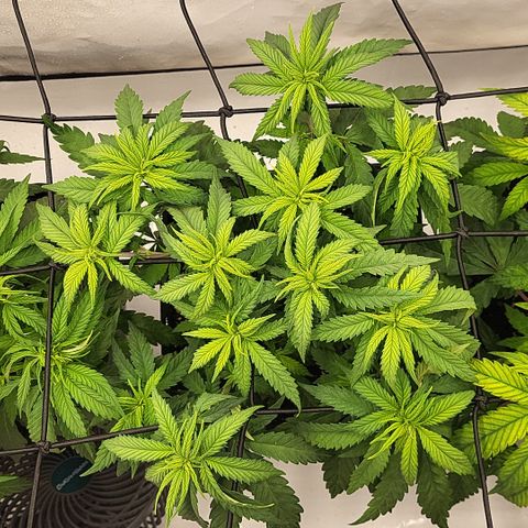 Wonder Pie *2 growlog timeline photo