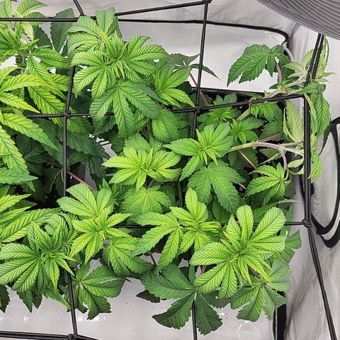 Chiquita Milkshake *2 growlog timeline photo
