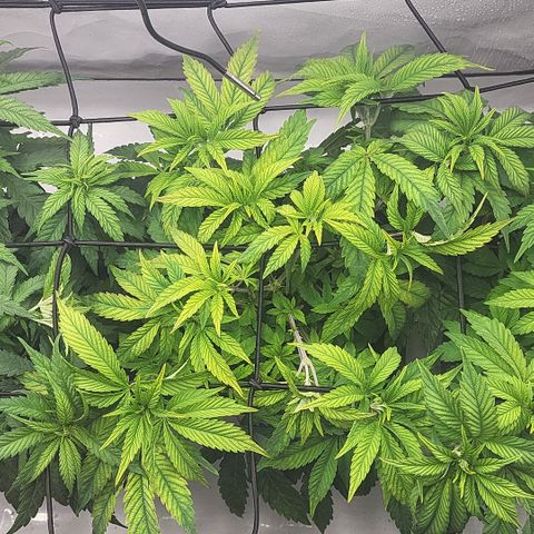 Chiquita Milkshake *1 growlog timeline photo