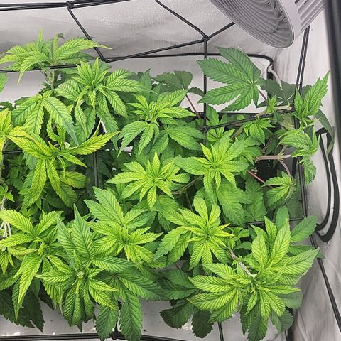 Chiquita Milkshake *2 growlog timeline photo
