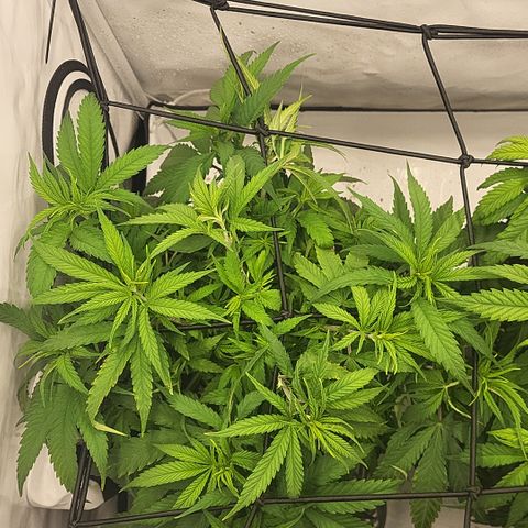 Wonder Pie *1 growlog timeline photo