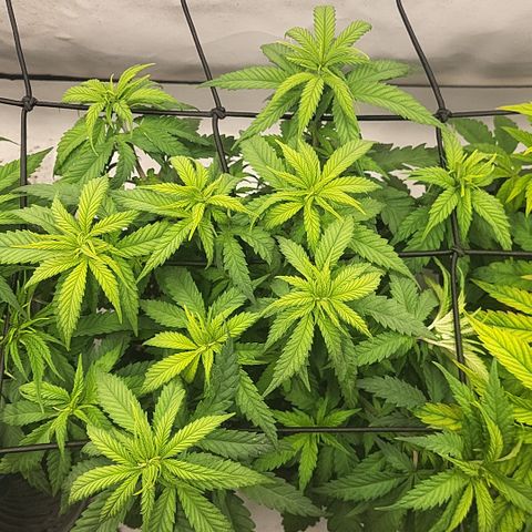 Wonder Pie *2 growlog timeline photo