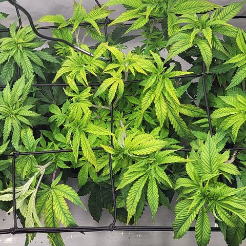 Chiquita Milkshake *1 growlog timeline photo