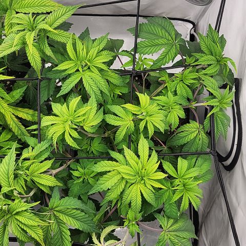 Chiquita Milkshake *2 growlog timeline photo