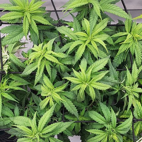 Wonder Pie *2 growlog timeline photo