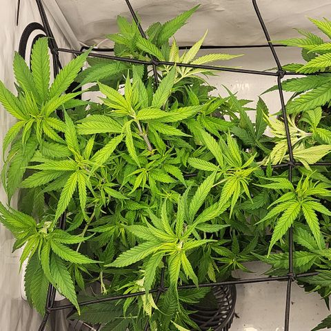 Wonder Pie *1 growlog timeline photo